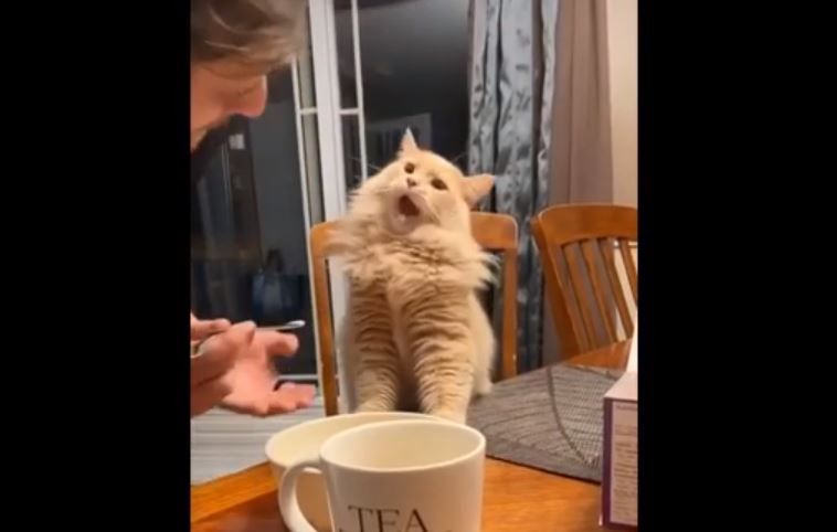 Gatito come helado por primera vez y su reacción lo convirtió en estrella de TikTok